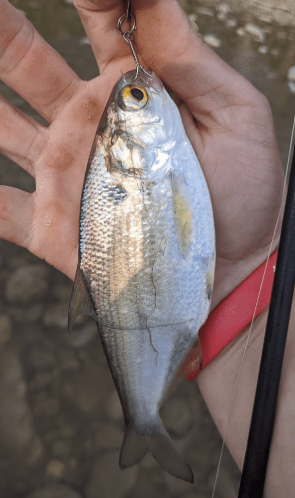 Shad, Gizzard SerpentMound